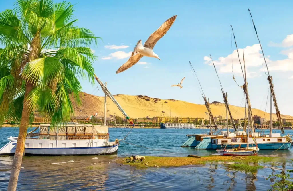 Feluccas and motor boats moored at the Aswan bank with gulls in flight and a sand dune rising across the river