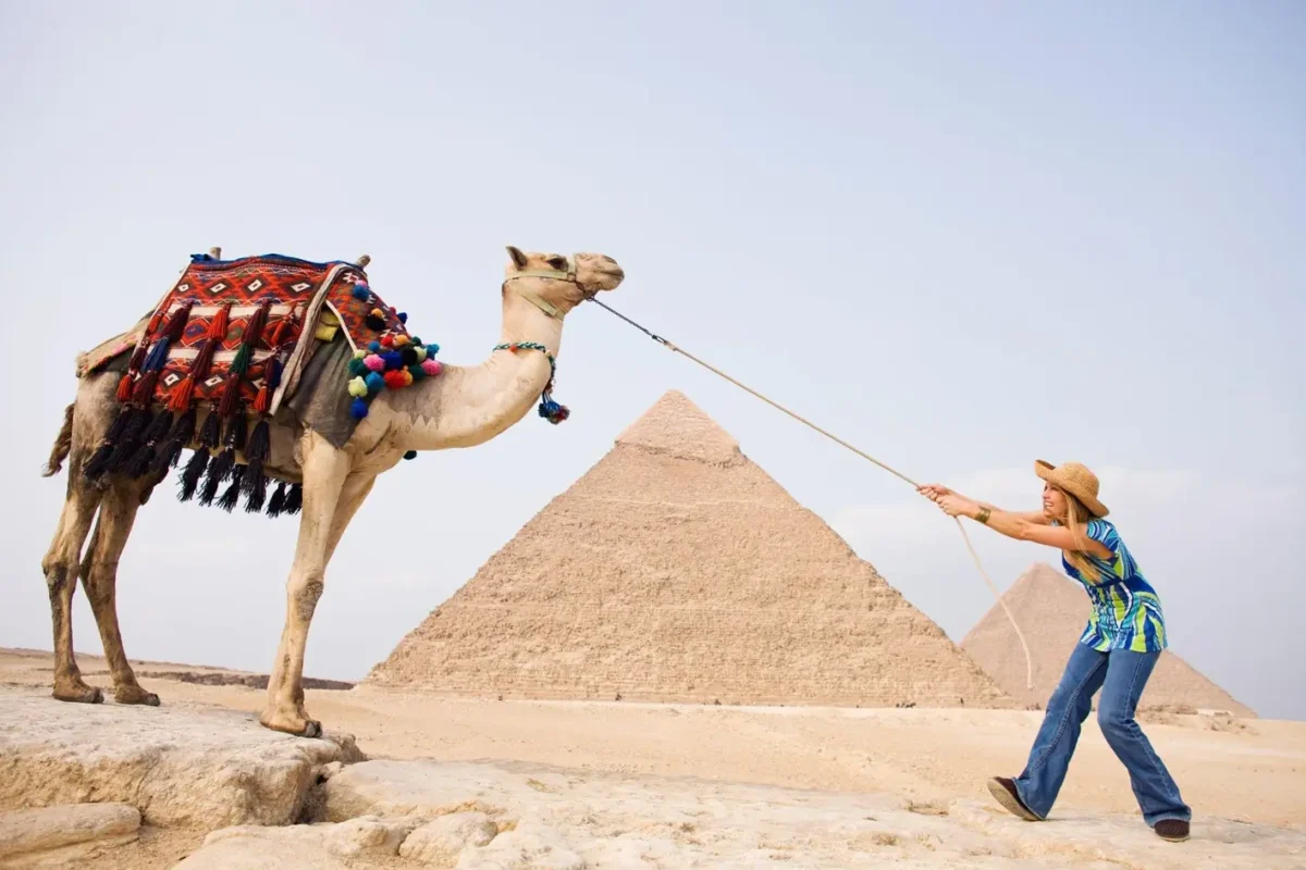 A decorated camel standing on the ridge at Giza with a visitor holding its rein and the pyramids behind